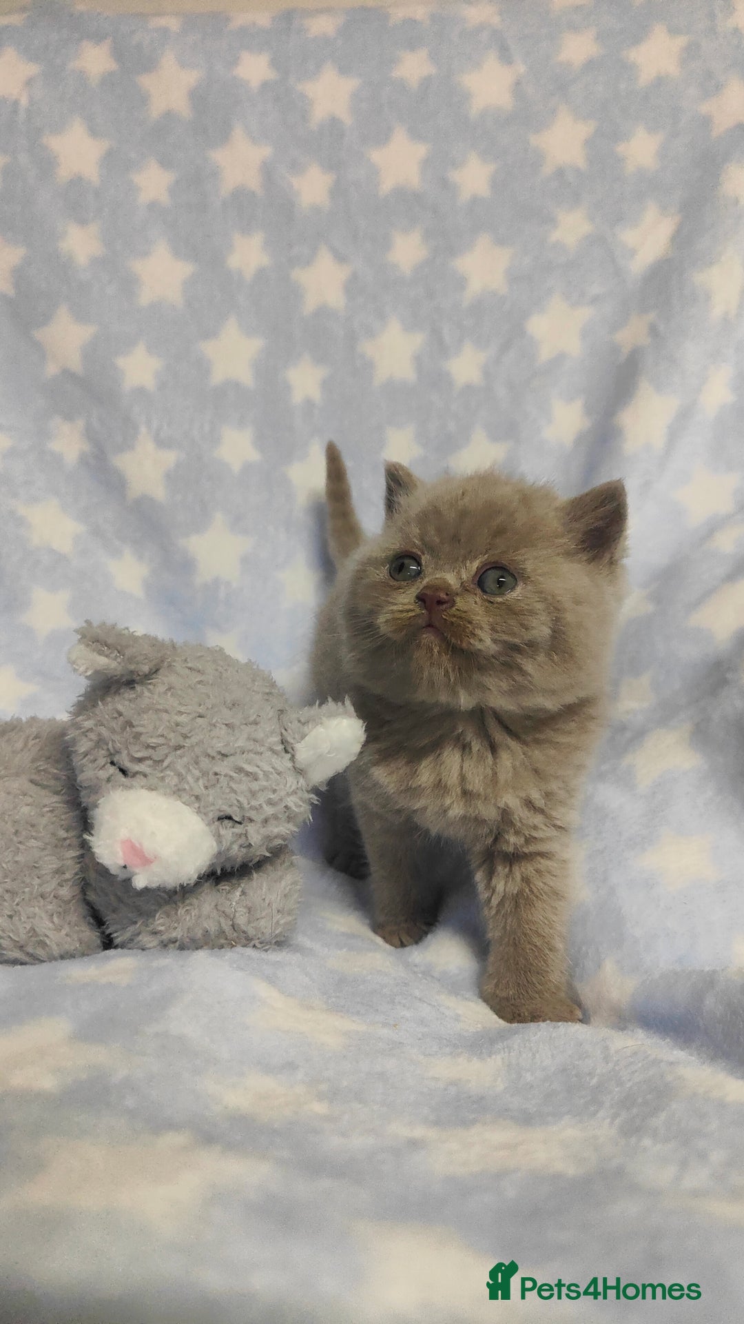 British Shorthair cats for sale: GCCF Registered Chunky British Shorthair Kittens  - Advert 13