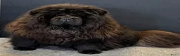Chow Chow dogs for sale: 🧸Beautiful chow chow puppies 🧸 - Advert 15