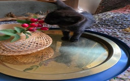 Ragdoll cats for sale: Beautiful Ragdoll X kittens - Image 13