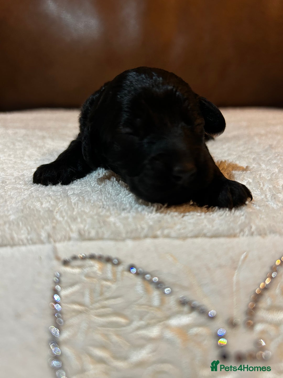 Cockapoo dogs for sale: Toy Cockapoo’s  - Advert 8