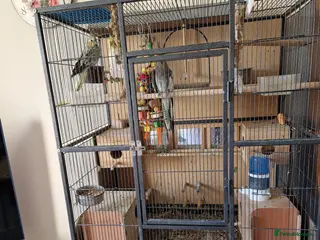 Cockatiels birds 3 lovely cockatiels - Advert 1