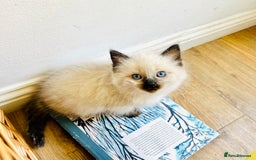 Ragdoll cats for sale: Ragdoll Kittens  - Image 7