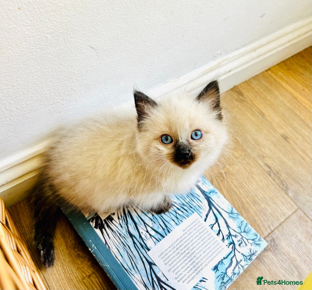 Ragdoll cats for sale: Ragdoll Kittens  - Image 7
