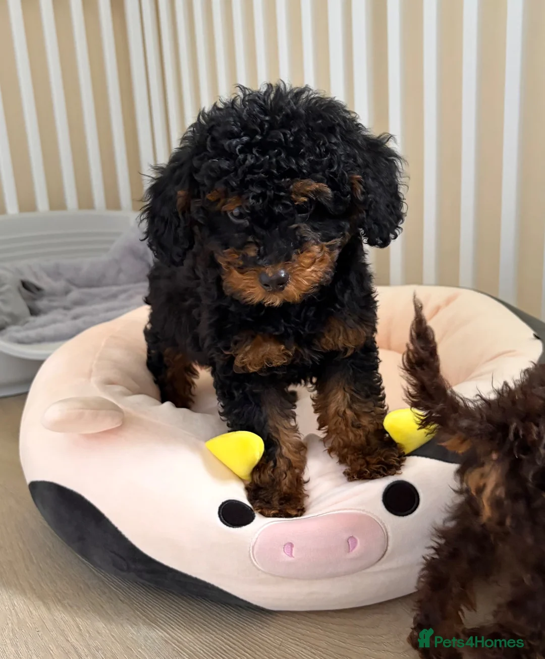 Toy Poodle dogs for sale: Black & tan toy poodle boy puppy - Advert 1