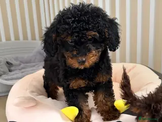 Toy Poodle dogs for sale: Black & tan toy poodle boy puppy - Advert 1