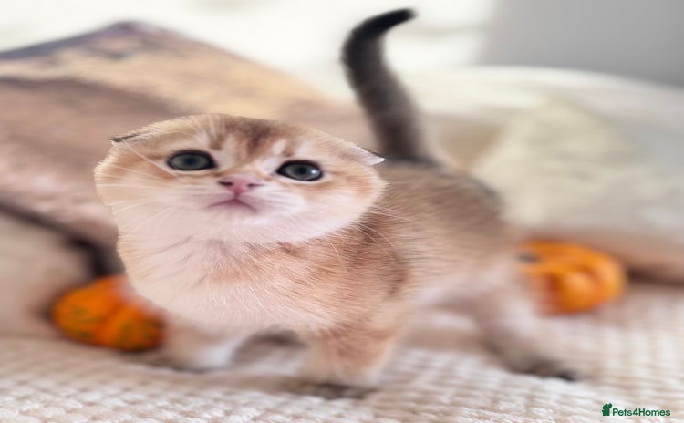 Scottish Fold cats - Advert 1