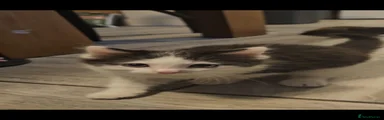 Kitten 2