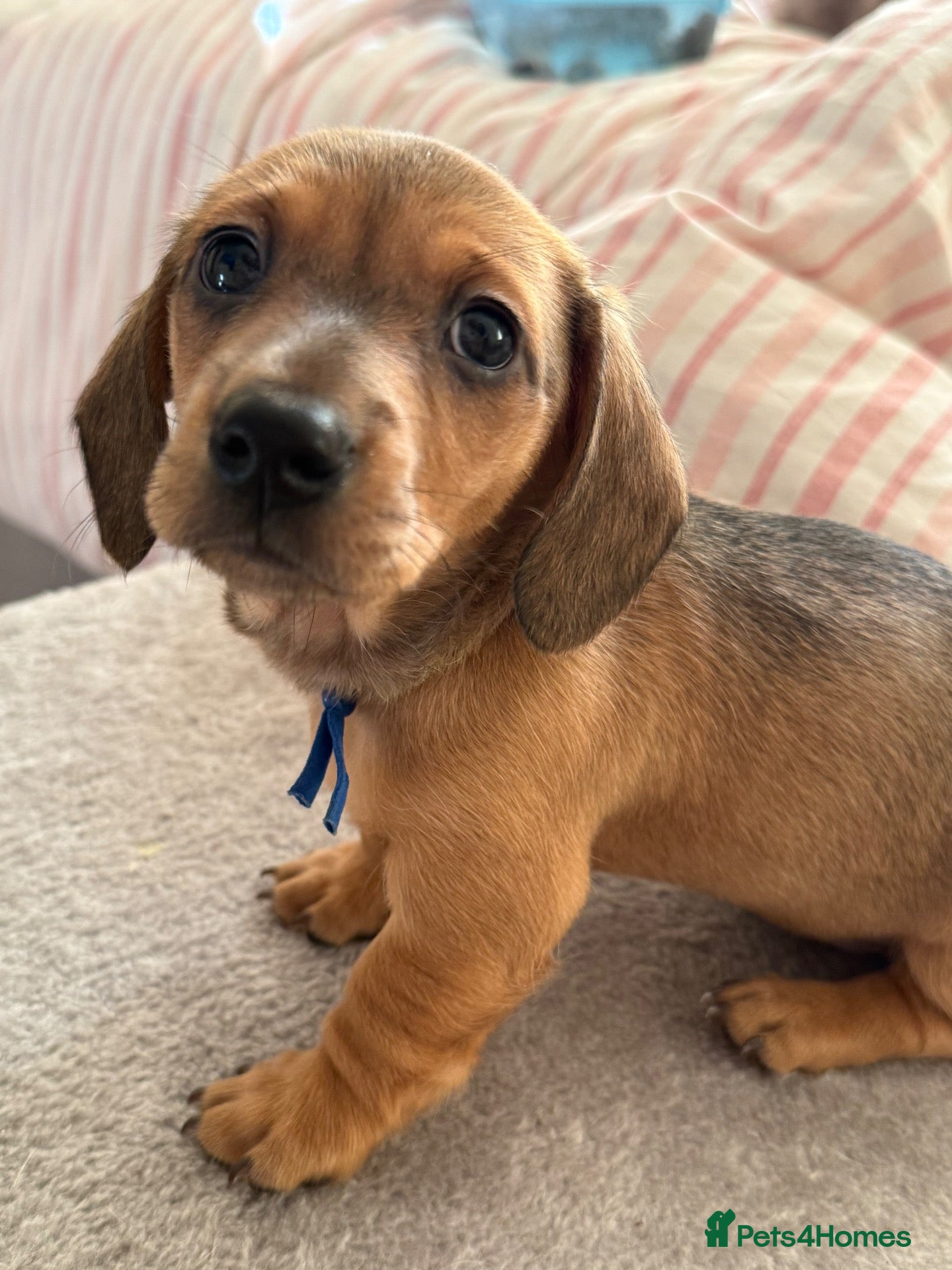 Miniature Dachshund dogs 3 LAST MINIATURE DACHSHUNDS  - Advert 5