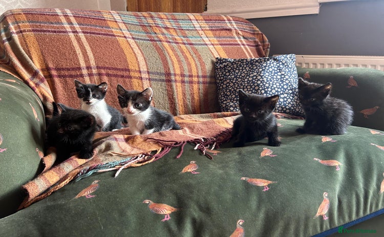 Mixed Breed cats - Advert 1