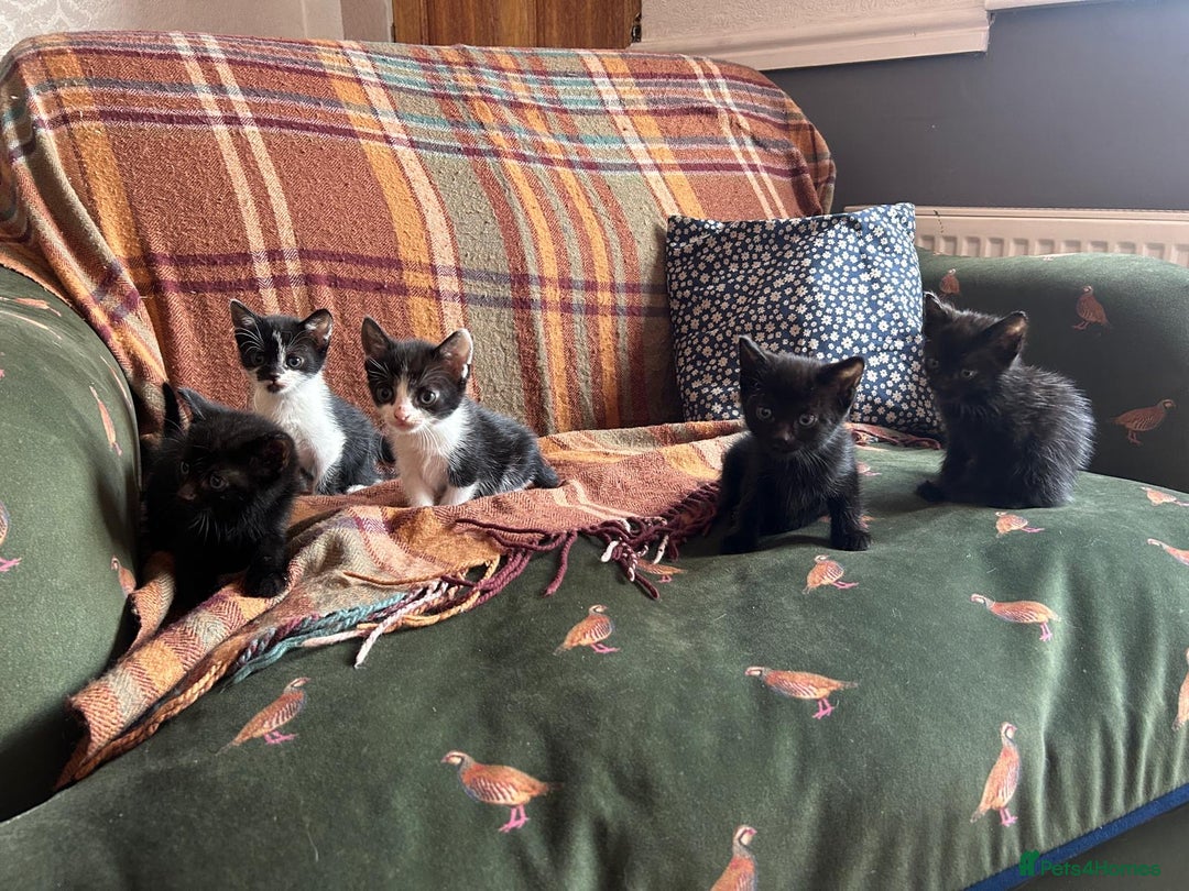 Mixed Breed cats for sale: beautiful kittens for sale  - Image 1