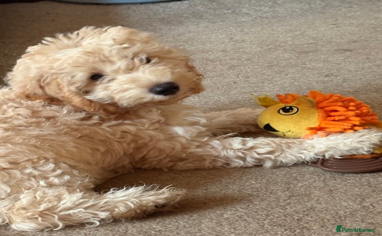 Cockapoo dogs - Advert 1