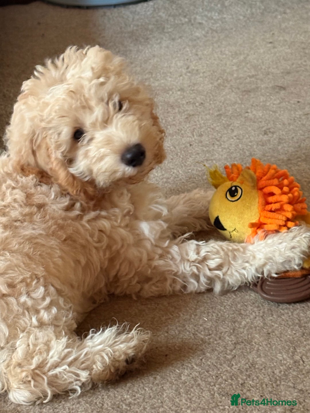 Cockapoo dogs for sale: *READY NOW* Beautiful F1b Cockapoo Puppies - Image 1