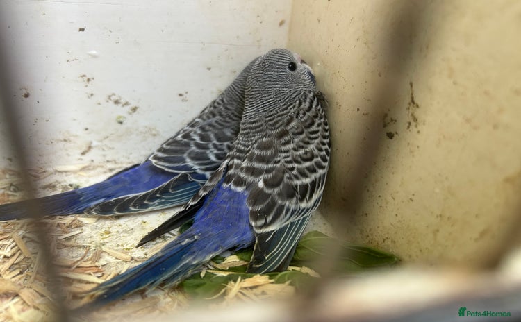 Budgerigars birds - Advert 16