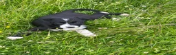 Border Collie dogs for sale: Collie pups wanting there forever home - Advert 6