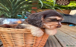 Cocker Spaniel dogs for sale: Beautiful Show Type KC registered Cocker Spaniels  - Image 35
