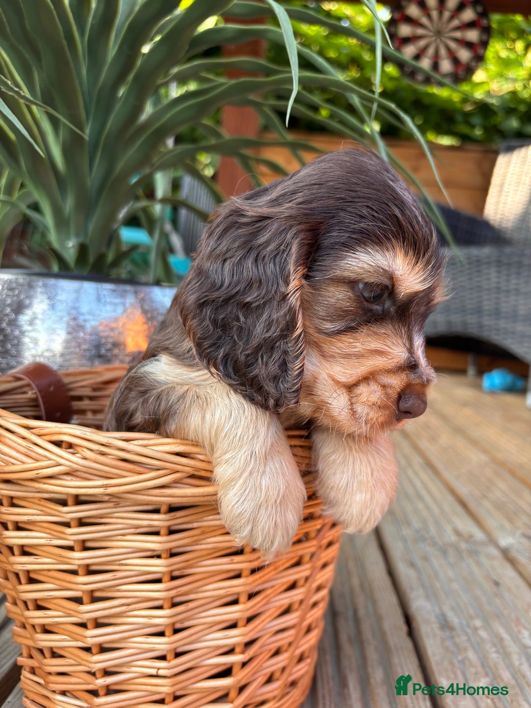 Cocker Spaniel dogs for sale: Beautiful Show Type KC registered Cocker Spaniels  - Image 35