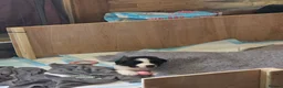 Mixed Breed dogs for sale: 4 beautiful saint burnard x akita puppies  - Advert 19
