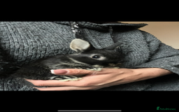 Netherland Dwarf rabbits for sale: Stunning pure bred Netherlands dwarf kits  - Image 6