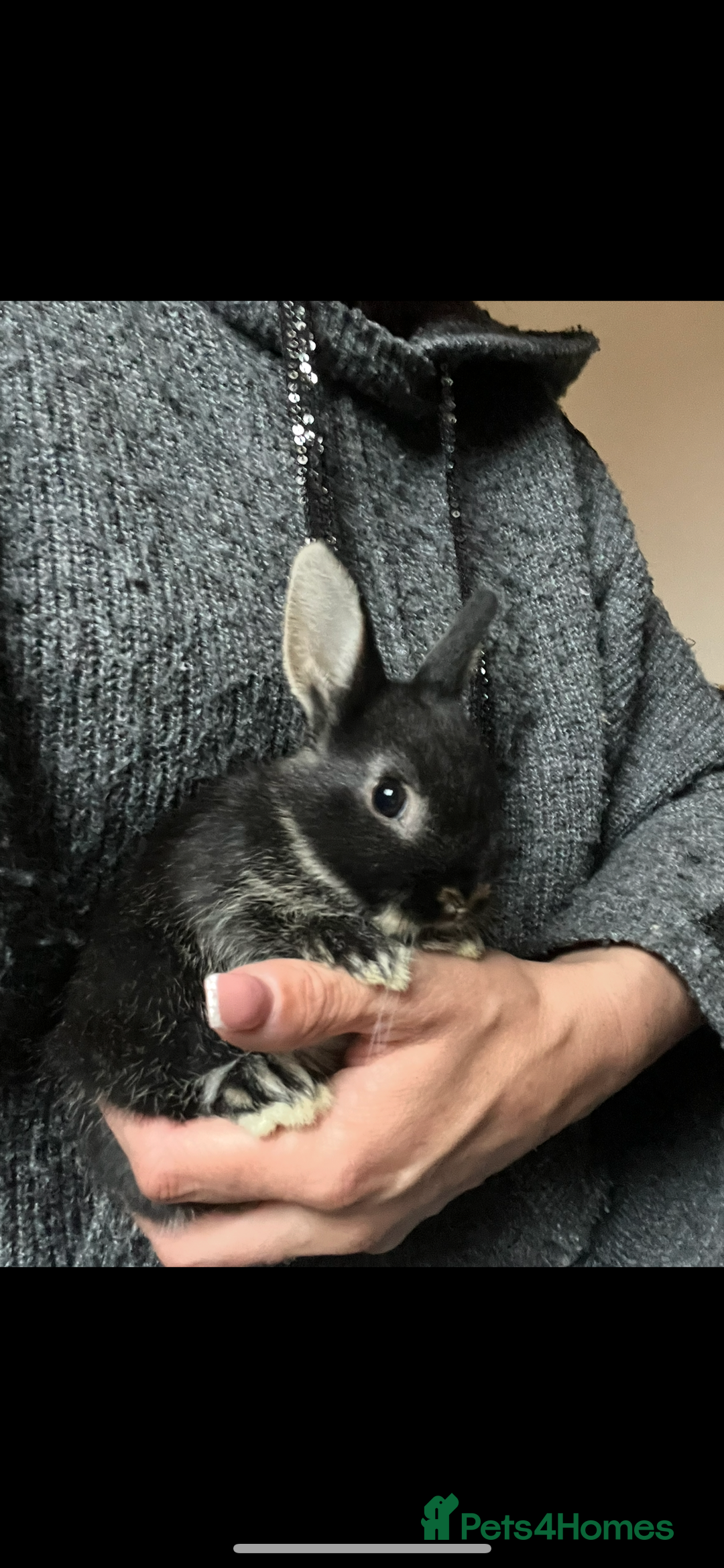 Netherland Dwarf rabbits for sale: Stunning pure bred Netherlands dwarf kits  - Image 6