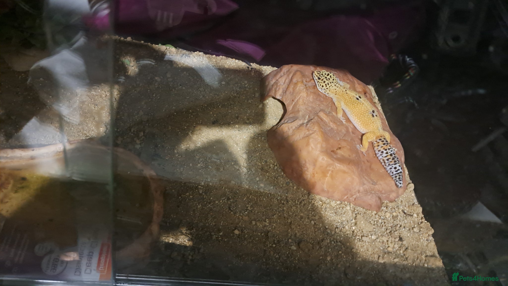 Gecko reptiles Beautiful Leopard geckos 2 available  - Advert 16