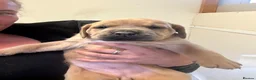 Mixed Breed dogs for sale: Stunning Boerboel x Ridgeback puppies  - Advert 10