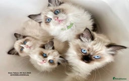Ragdoll cats for sale: 🐾Stunning Ragdoll Kittens🧬DNA🏆ChampParents🐾 - Image 3