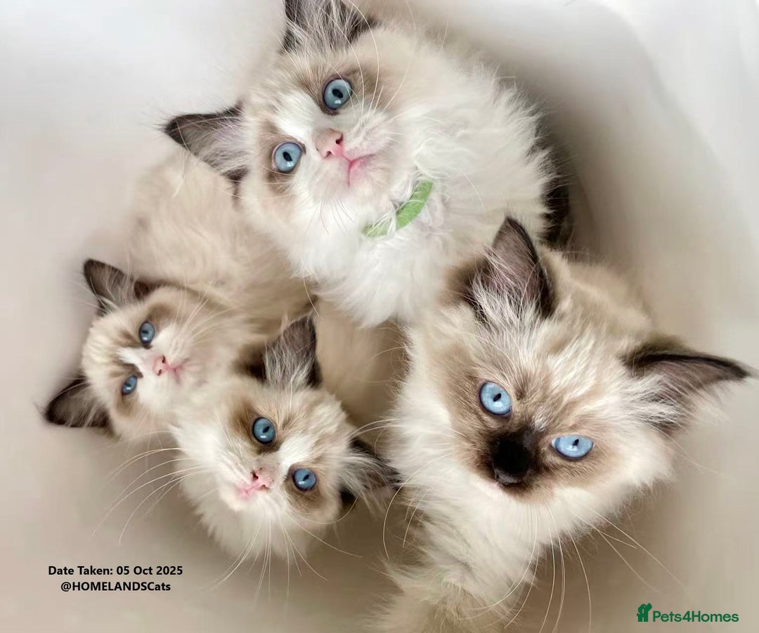 Ragdoll cats for sale: 🐾Stunning Ragdoll Kittens🧬DNA🏆ChampParents🐾 - Image 3