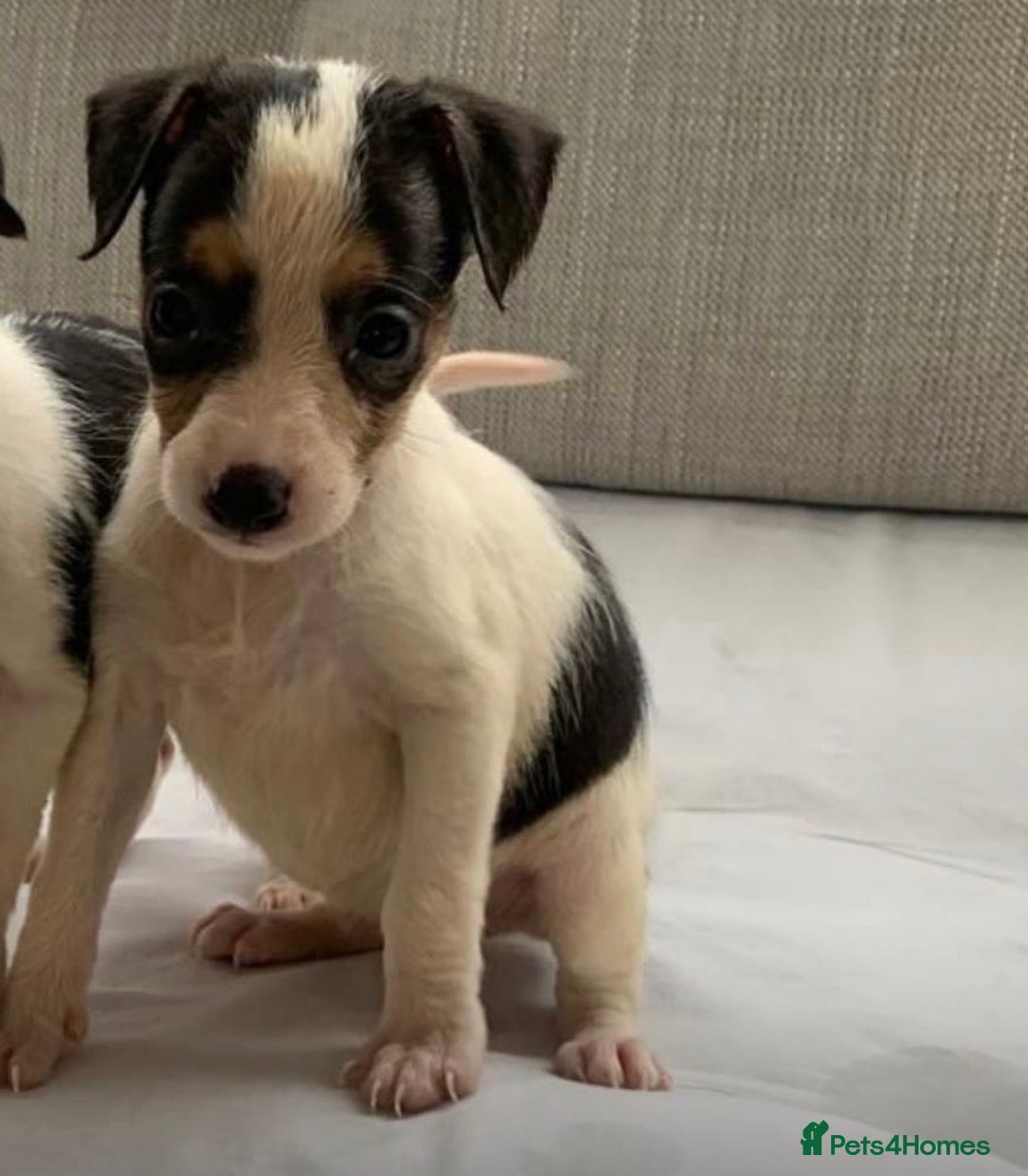 Jack Russell dogs for sale: Jack russle puppy’s  - Image 1