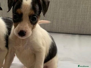 Jack Russell dogs for sale - Advert 1