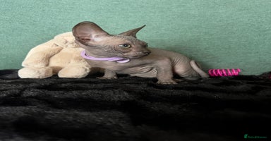 Sphynx cats - Advert 13