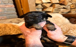 Border Terrier dogs for sale: KC Border Terrier Puppy’s  - Advert 5