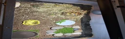 Tortoise reptiles for sale: Horse field tortoise & full enclosure  - Advert 4