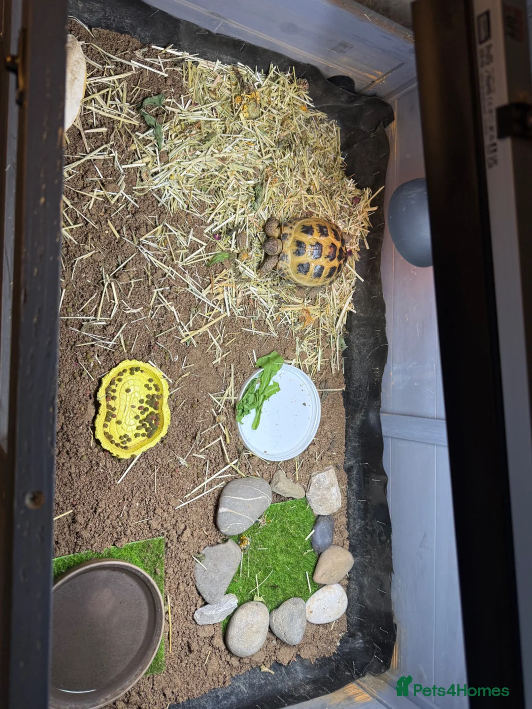 Tortoise reptiles for sale: Horse field tortoise & full enclosure  - Advert 4