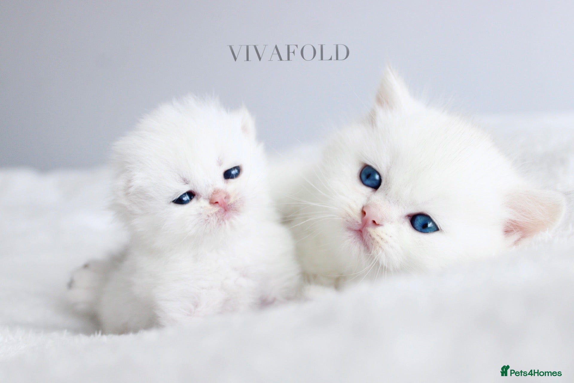 British Shorthair cats     Exclusive VivaFold Blue-Eyed Kittens - Advert 1
