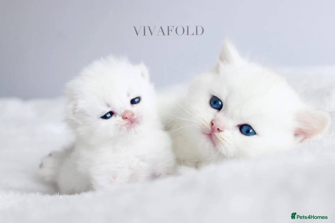 British Shorthair cats for sale:     Exclusive VivaFold Blue-Eyed Kittens - Advert 1