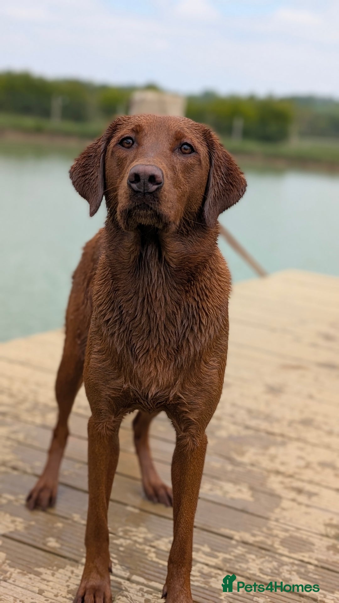 Labrador Retriever dogs for sale: Exceptionally dark fox red Labrador puppies  - Advert 3