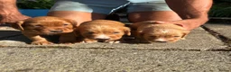 Cocker Spaniel dogs for sale: KC KC working cocker spaniel puppies £1500 ono  - Advert 4