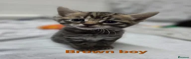  2 Brown boy 