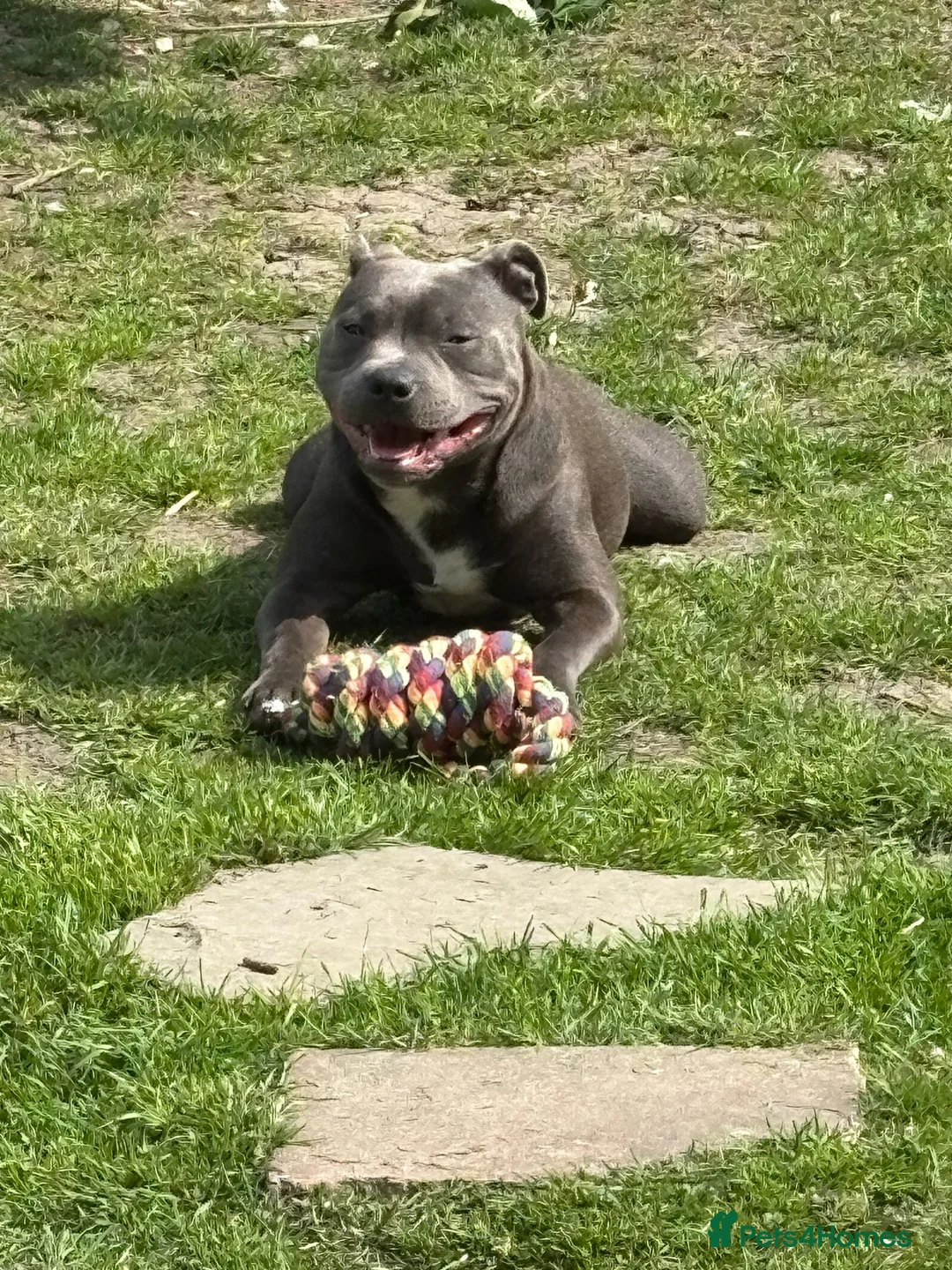 Staffordshire Bull Terrier dogs for sale: Dolly is looking for her forever home - Advert 2