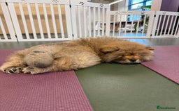 Chow Chow dogs for sale: Chow Puppies looking for new home - Image 3