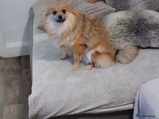 Pomeranian dogs Gorgeous Roxy - Advert 1