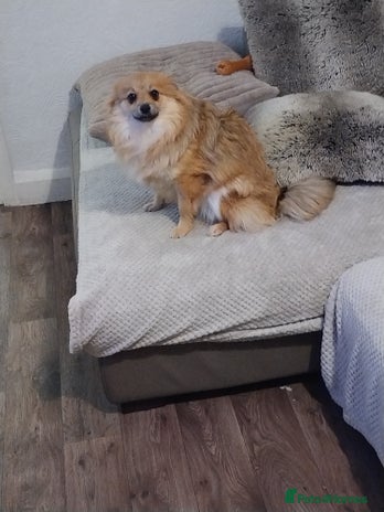 Pomeranian dogs Gorgeous Roxy - Advert 1