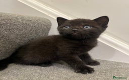 British Shorthair cats for sale: Stunning Brown/Grey Mix British Shorthair Kittens - Advert 14