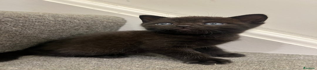 British Shorthair Kitten 5