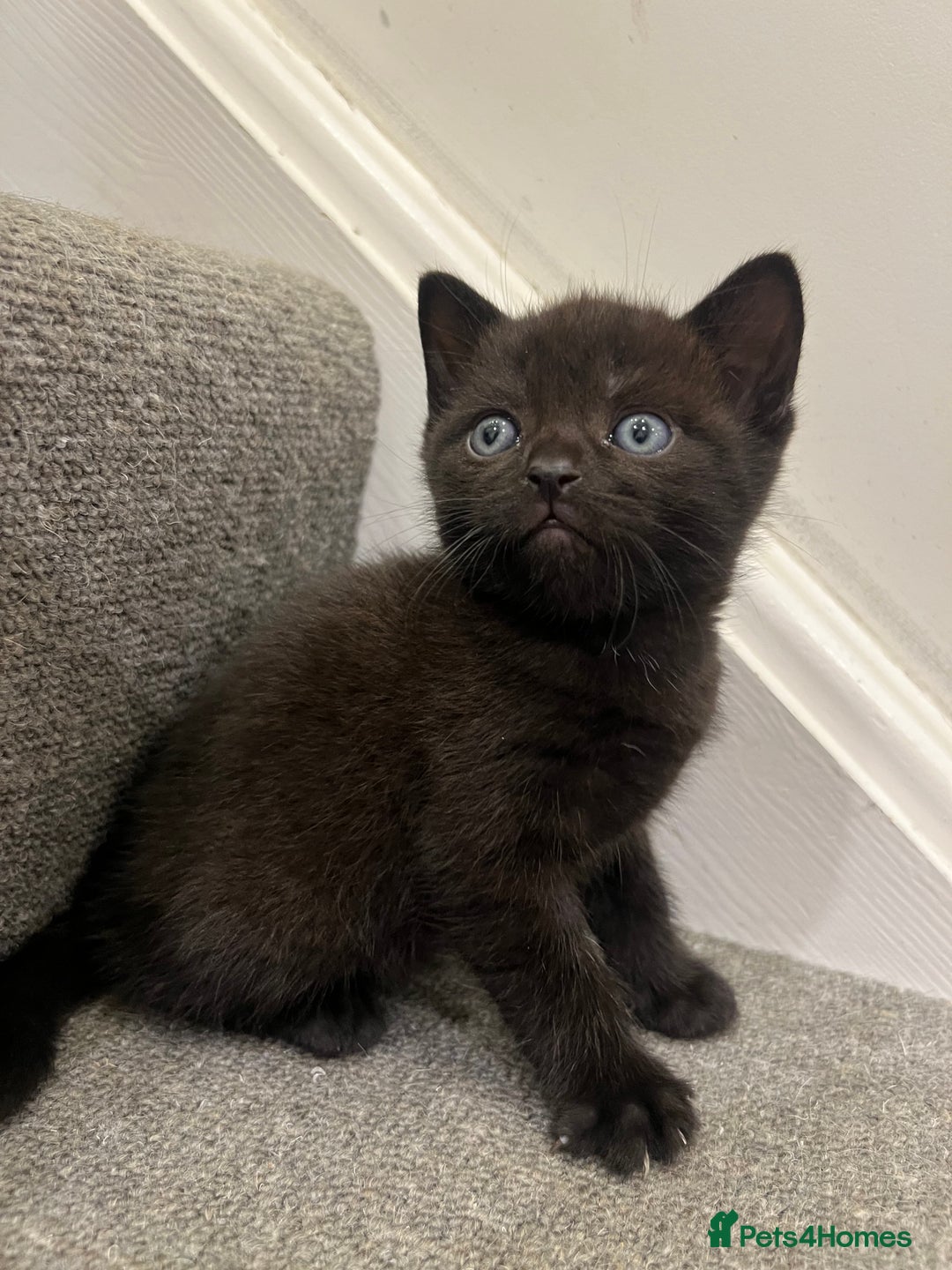 British Shorthair cats for sale: Stunning Brown/Grey Mix British Shorthair Kittens - Advert 14