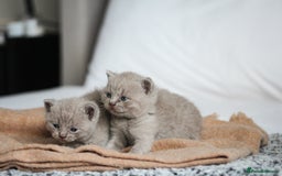British Shorthair cats for sale: 🩶🐈🐾 Stunning BSH Kittens 🩶🐈🐾 - Image 25