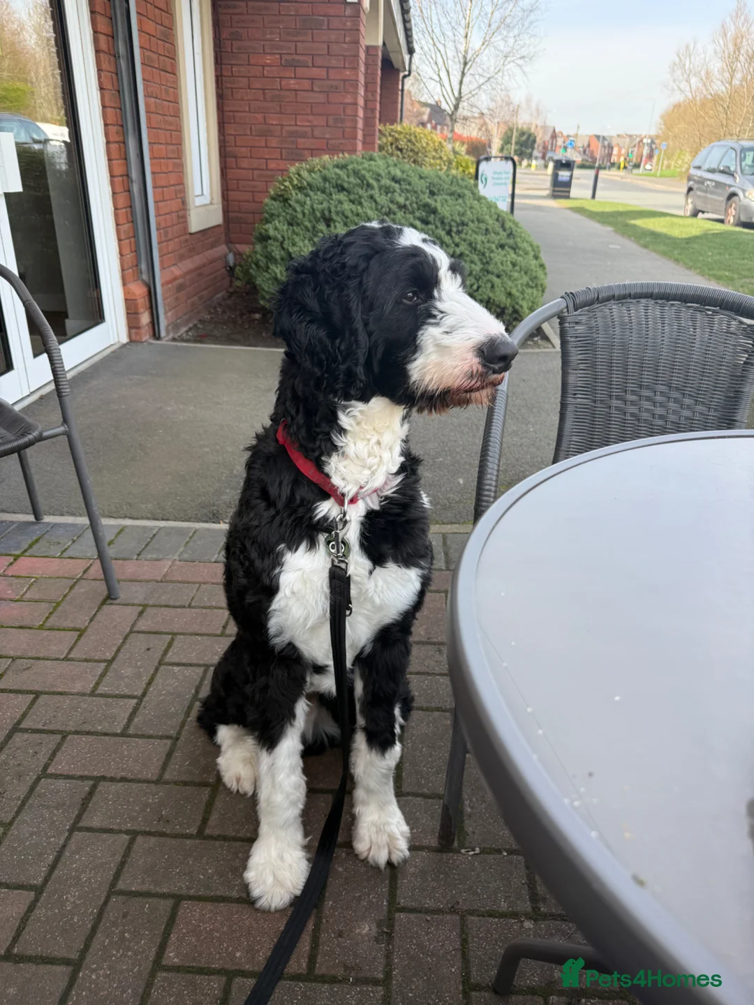 Bernedoodle dogs for sale: Ted - Sad Rehome - Advert 1
