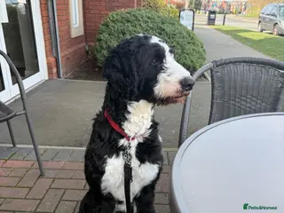 Bernedoodle dogs Ted - Sad Rehome - Advert 14