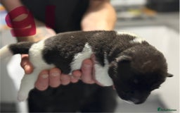 Akita dogs for sale: American Akita puppies 1 male 5 female  - Image 5