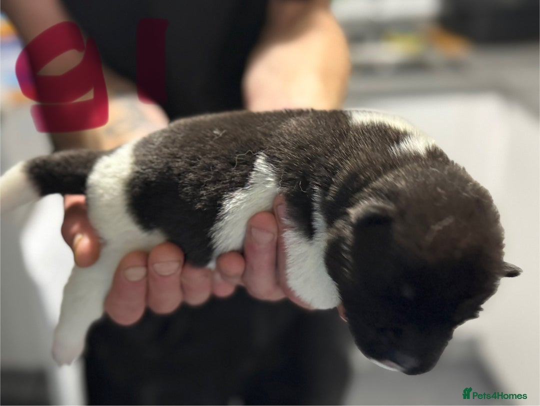 Akita dogs for sale: American Akita puppies 1 male 5 female  - Image 5